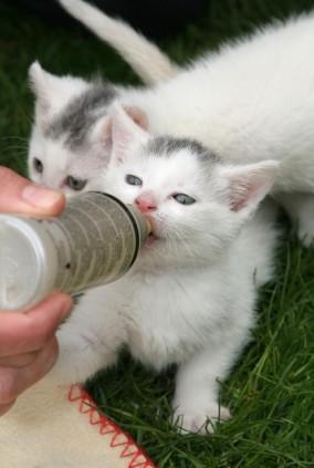 kitten drinking from bottle