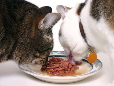 cats eating canned cat food from a plate