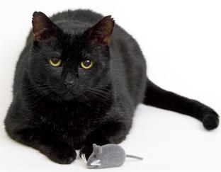 black cat with toy mouse