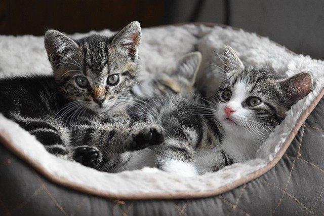 2 gray and white kittens in pet bed