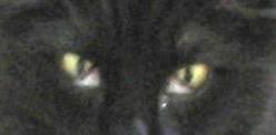 cat with third eyelid showing