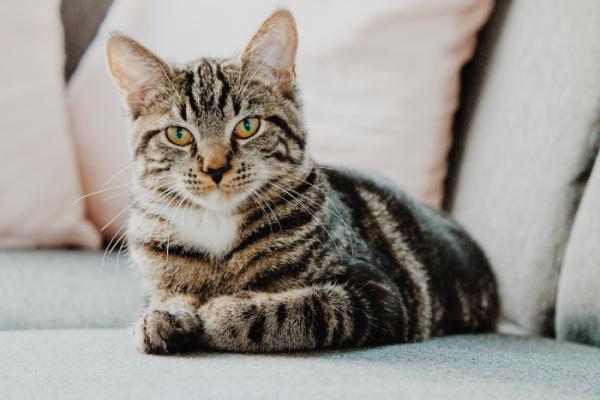 tabby cat resting