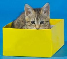 cat playing in box