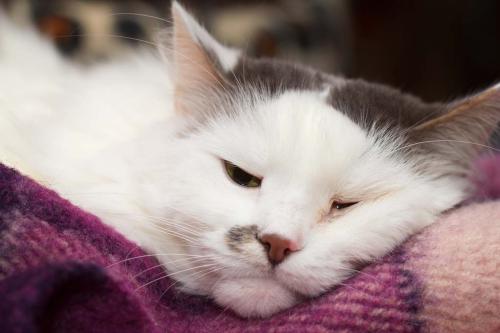 mostly white cat with gray lying down