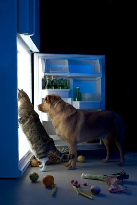 cat raiding the refrigerator