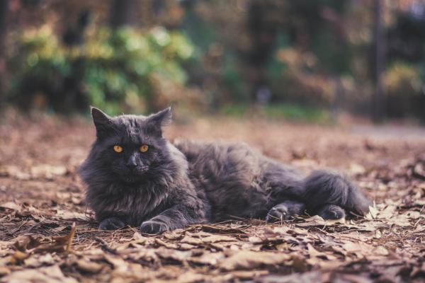 large dark gray long haired cat sitting outdoors in some leaves